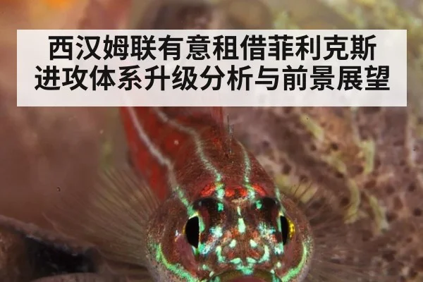 西汉姆联有意租借菲利克斯 进攻体系升级分析与前景展望